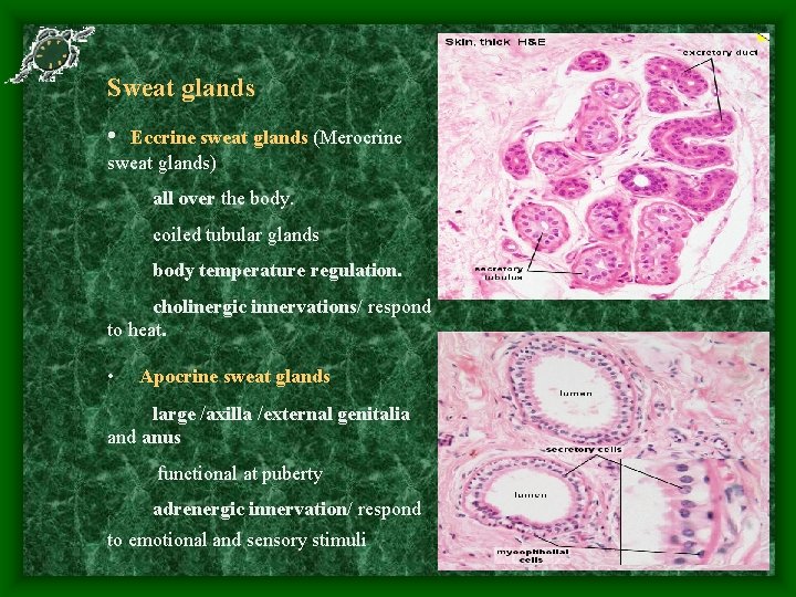 Sweat glands • Eccrine sweat glands (Merocrine sweat glands) all over the body. coiled