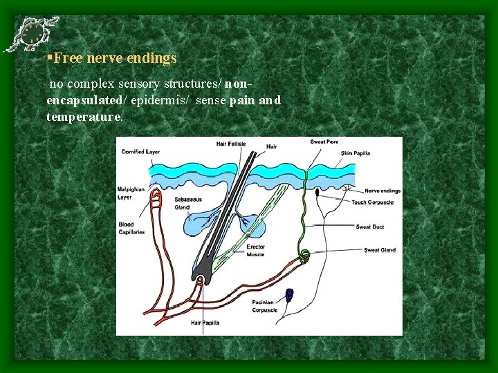  Free nerve endings no complex sensory structures/ nonencapsulated/ epidermis/ sense pain and temperature.