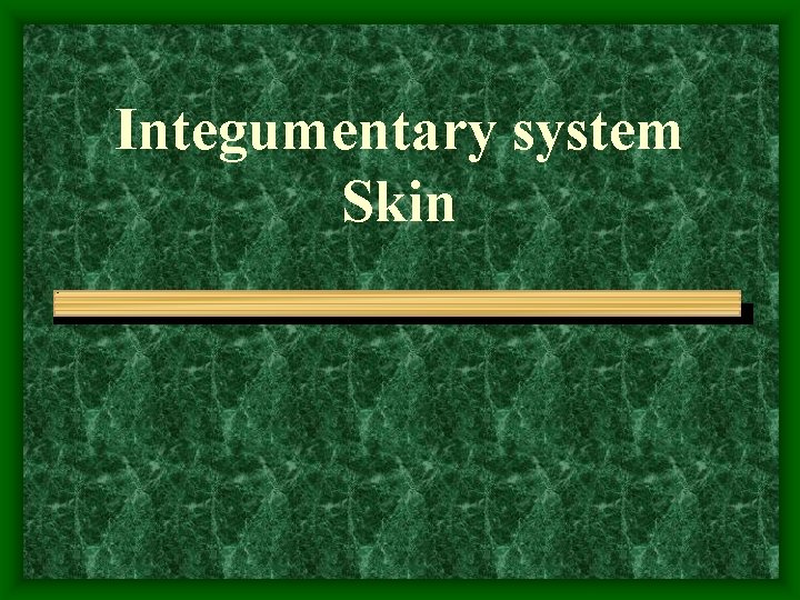 Integumentary system Skin 