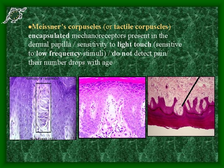  Meissner’s corpuscles (or tactile corpuscles) encapsulated mechanoreceptors present in the dermal papilla /