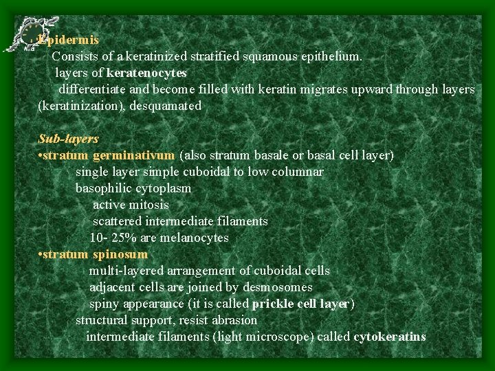 Epidermis Consists of a keratinized stratified squamous epithelium. layers of keratenocytes differentiate and become