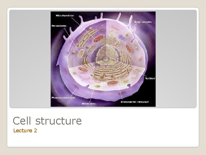 Cell structure Lecture 2 