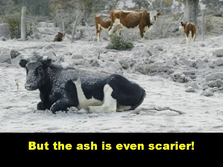 But the ash is even scarier! 