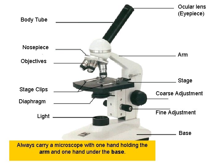 Ocular lens (Eyepiece) Body Tube Nosepiece Arm Objectives Stage Clips Coarse Adjustment Diaphragm Light