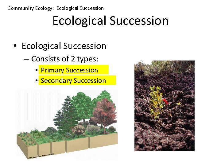 Community Ecology: Ecological Succession • Ecological Succession – Consists of 2 types: • Primary