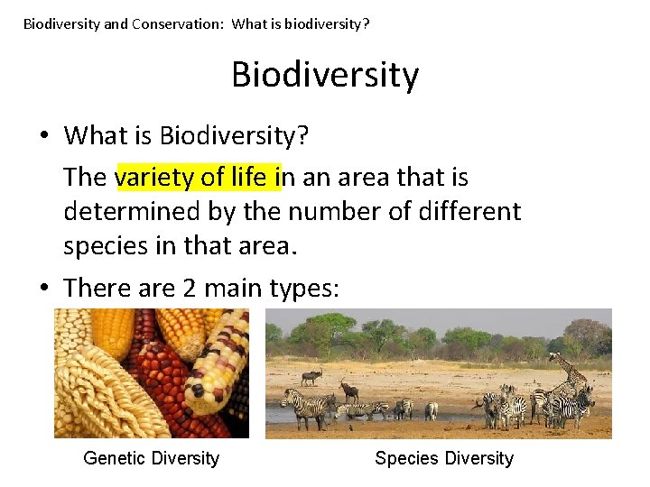 Biodiversity and Conservation: What is biodiversity? Biodiversity • What is Biodiversity? The variety of