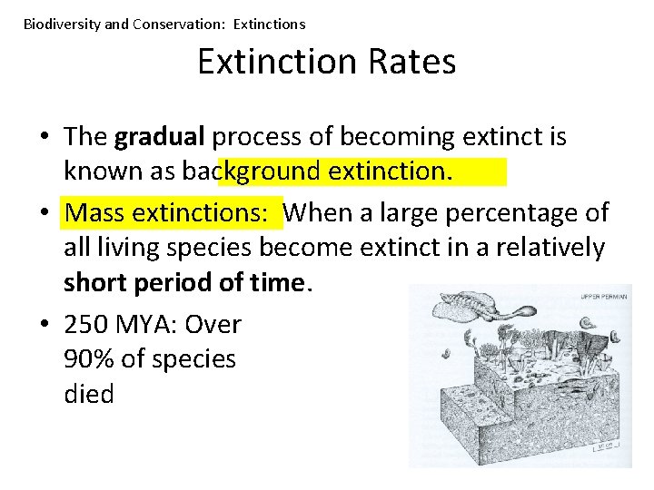 Biodiversity and Conservation: Extinctions Extinction Rates • The gradual process of becoming extinct is