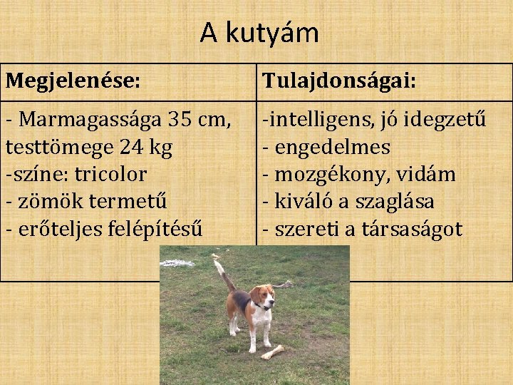 A kutyám Megjelenése: Tulajdonságai: - Marmagassága 35 cm, testtömege 24 kg -színe: tricolor -