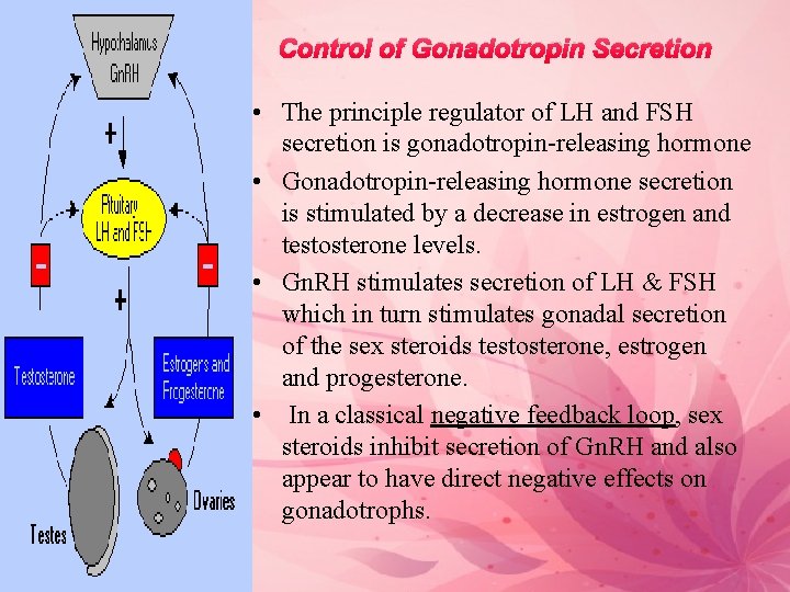 Control of Gonadotropin Secretion • The principle regulator of LH and FSH secretion is