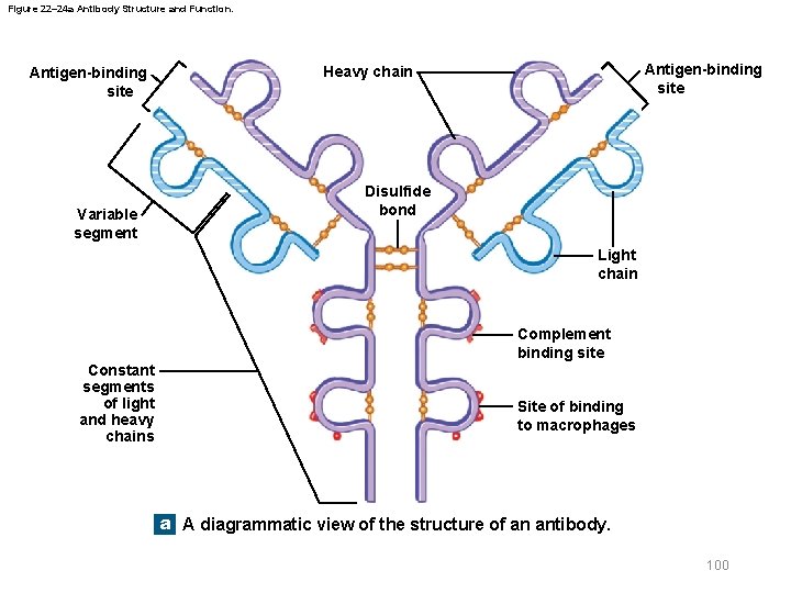 Figure 22– 24 a Antibody Structure and Function. Antigen-binding site Variable segment Antigen-binding site