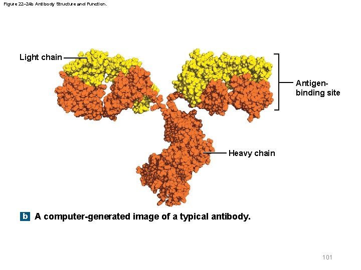 Figure 22– 24 b Antibody Structure and Function. Light chain Antigenbinding site Heavy chain