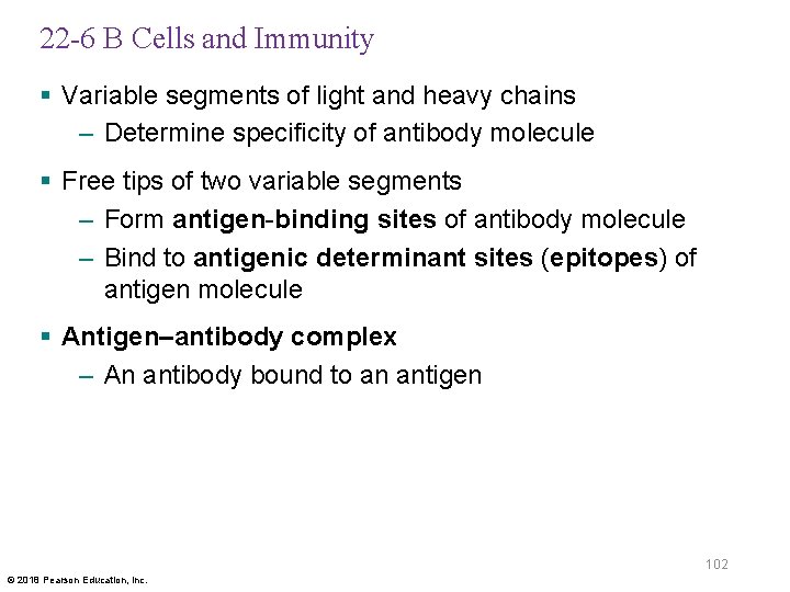 22 -6 B Cells and Immunity § Variable segments of light and heavy chains
