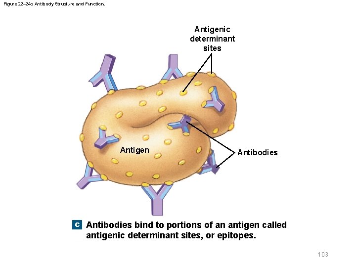 Figure 22– 24 c Antibody Structure and Function. Antigenic determinant sites Antigen Antibodies c