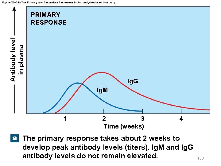 Figure 22– 25 a The Primary and Secondary Responses in Antibody-Mediated Immunity. Antibody level