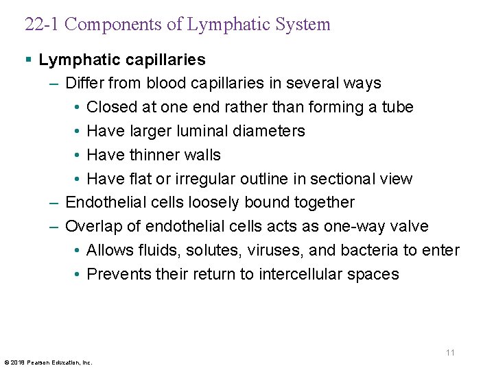 22 -1 Components of Lymphatic System § Lymphatic capillaries – Differ from blood capillaries