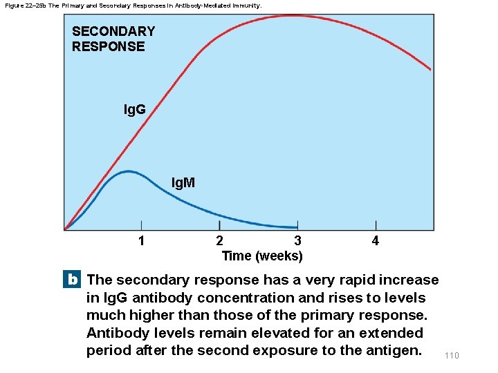 Figure 22– 25 b The Primary and Secondary Responses in Antibody-Mediated Immunity. SECONDARY RESPONSE