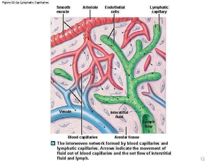 Figure 22– 2 a Lymphatic Capillaries. Smooth muscle Arteriole Venule Endothelial cells Lymphatic capillary