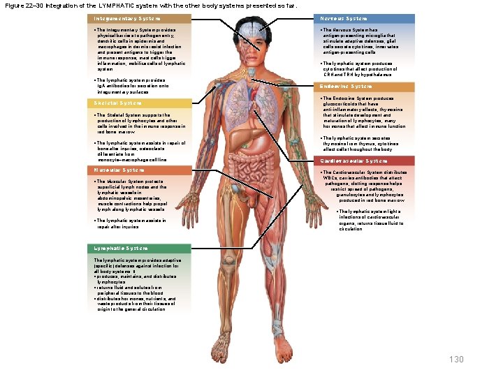 Figure 22– 30 Integration of the LYMPHATIC system with the other body systems presented