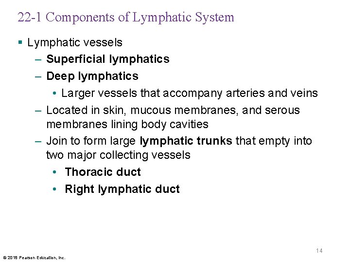 22 -1 Components of Lymphatic System § Lymphatic vessels – Superficial lymphatics – Deep