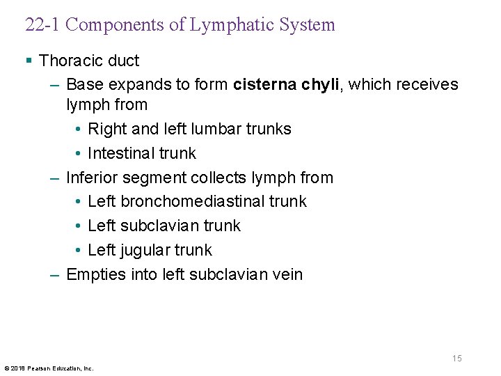 22 -1 Components of Lymphatic System § Thoracic duct – Base expands to form