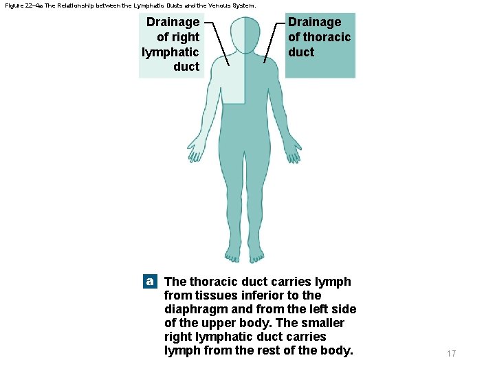 Figure 22– 4 a The Relationship between the Lymphatic Ducts and the Venous System.