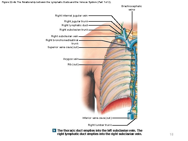 Figure 22– 4 b The Relationship between the Lymphatic Ducts and the Venous System