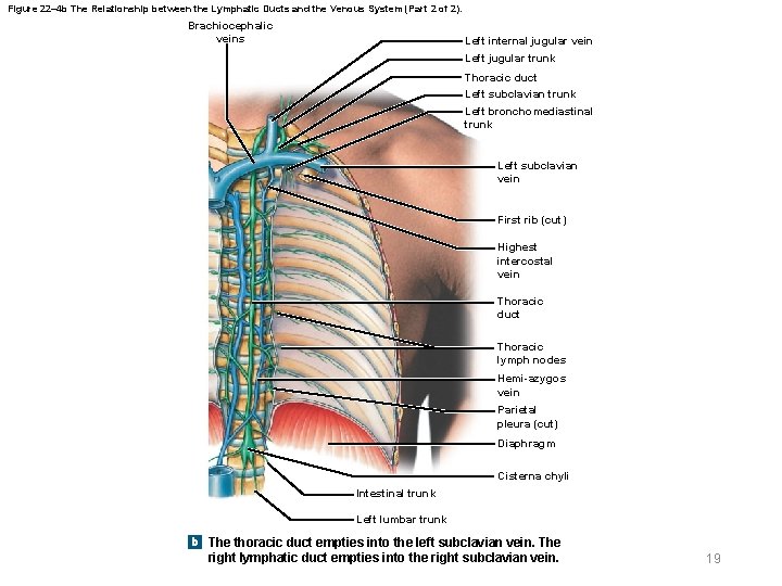 Figure 22– 4 b The Relationship between the Lymphatic Ducts and the Venous System