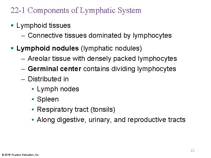 22 -1 Components of Lymphatic System § Lymphoid tissues – Connective tissues dominated by