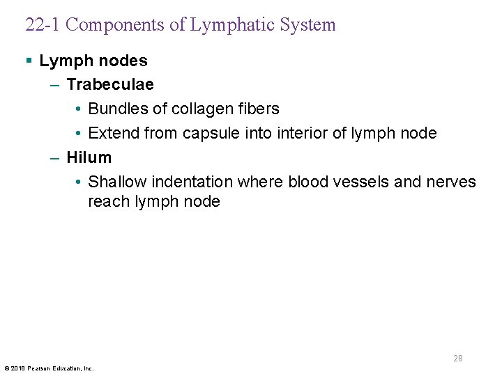 22 -1 Components of Lymphatic System § Lymph nodes – Trabeculae • Bundles of