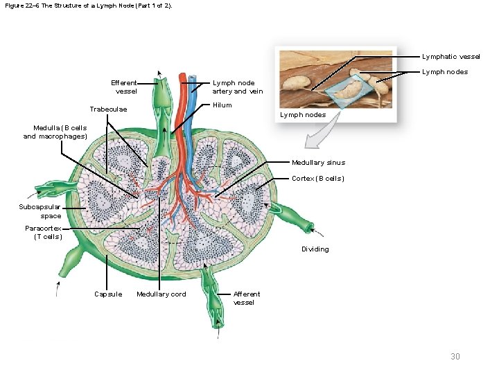 Figure 22– 6 The Structure of a Lymph Node (Part 1 of 2). Lymphatic