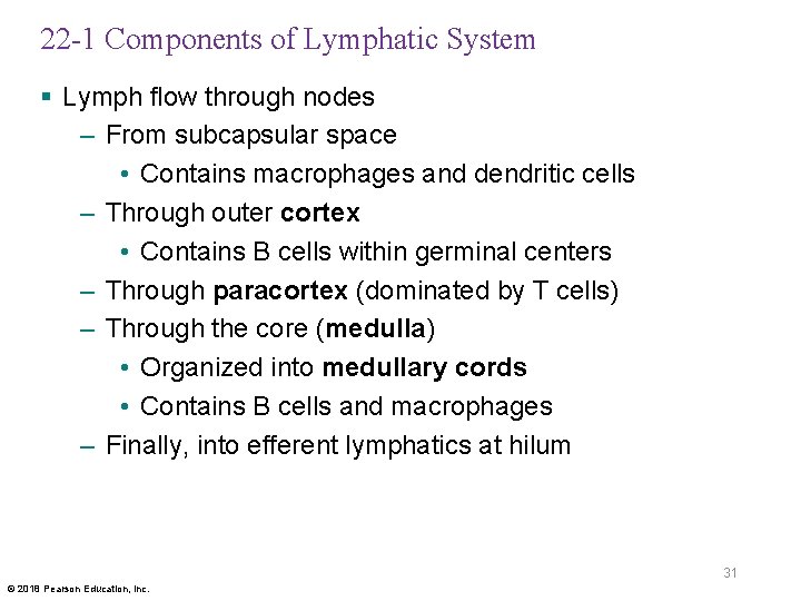 22 -1 Components of Lymphatic System § Lymph flow through nodes – From subcapsular