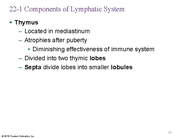 22 -1 Components of Lymphatic System § Thymus – Located in mediastinum – Atrophies