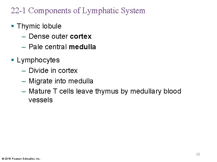 22 -1 Components of Lymphatic System § Thymic lobule – Dense outer cortex –