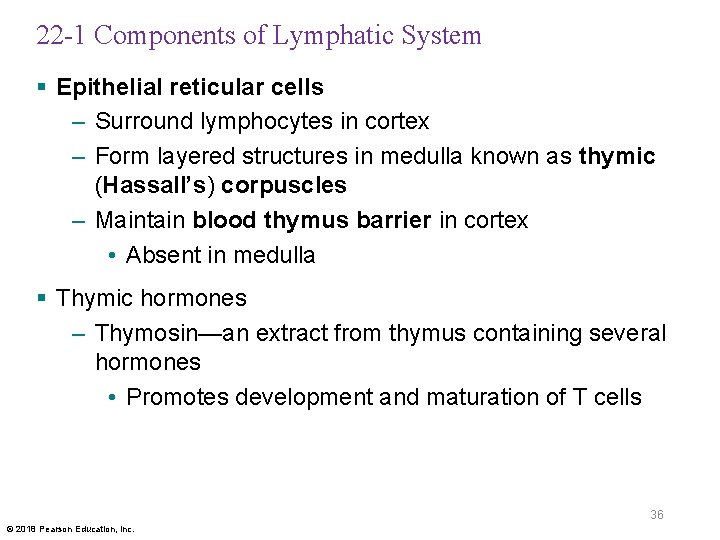 22 -1 Components of Lymphatic System § Epithelial reticular cells – Surround lymphocytes in