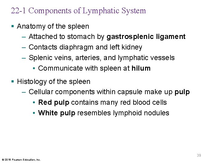 22 -1 Components of Lymphatic System § Anatomy of the spleen – Attached to