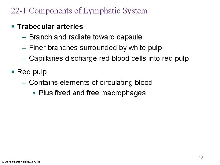 22 -1 Components of Lymphatic System § Trabecular arteries – Branch and radiate toward