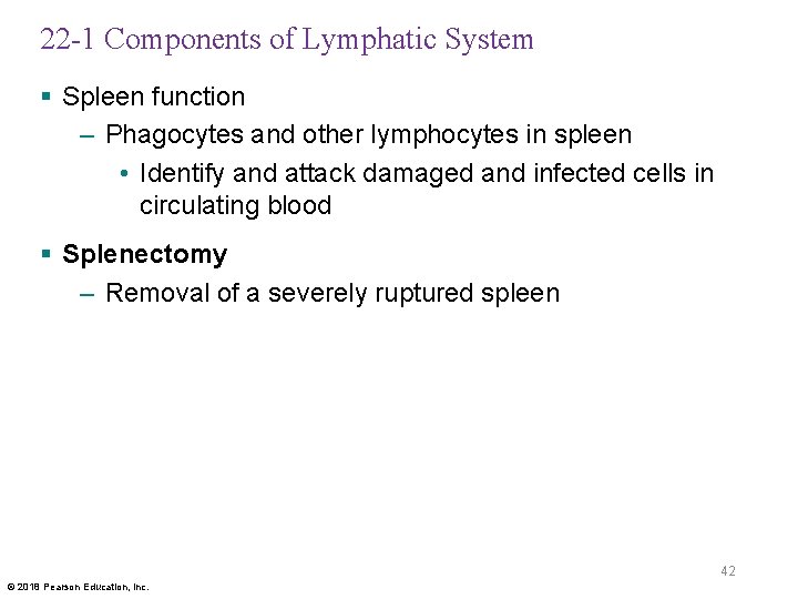 22 -1 Components of Lymphatic System § Spleen function – Phagocytes and other lymphocytes