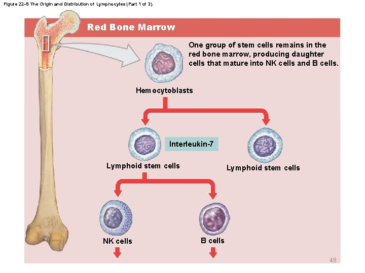 Figure 22– 9 The Origin and Distribution of Lymphocytes (Part 1 of 3). Red