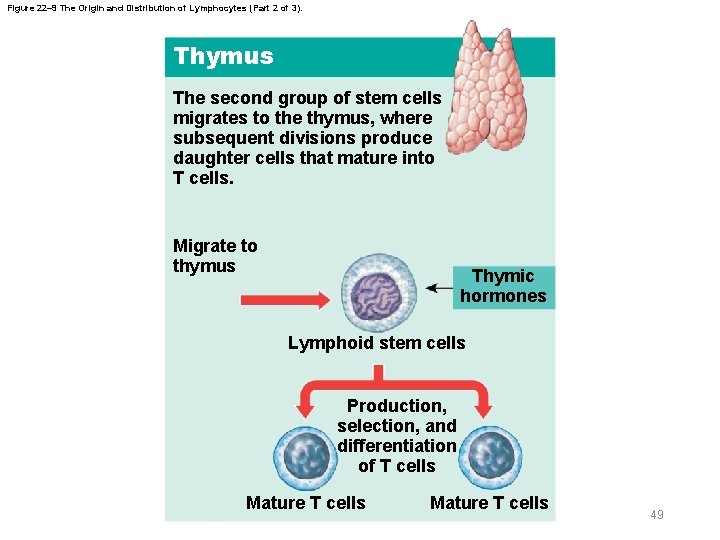 Figure 22– 9 The Origin and Distribution of Lymphocytes (Part 2 of 3). Thymus