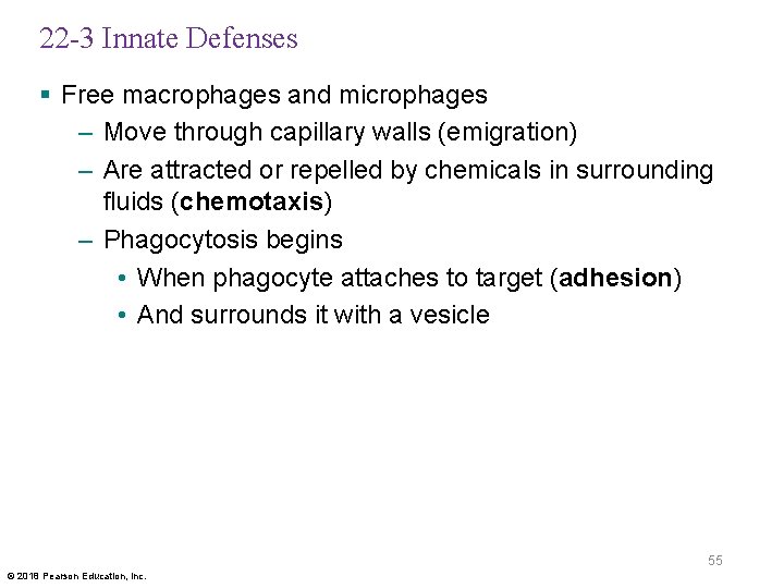 22 -3 Innate Defenses § Free macrophages and microphages – Move through capillary walls