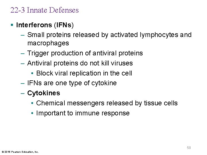 22 -3 Innate Defenses § Interferons (IFNs) – Small proteins released by activated lymphocytes