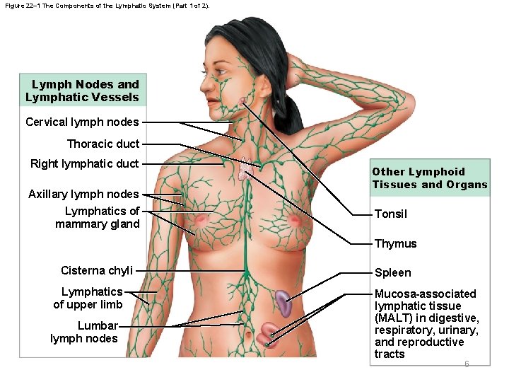 Figure 22– 1 The Components of the Lymphatic System (Part 1 of 2). Lymph