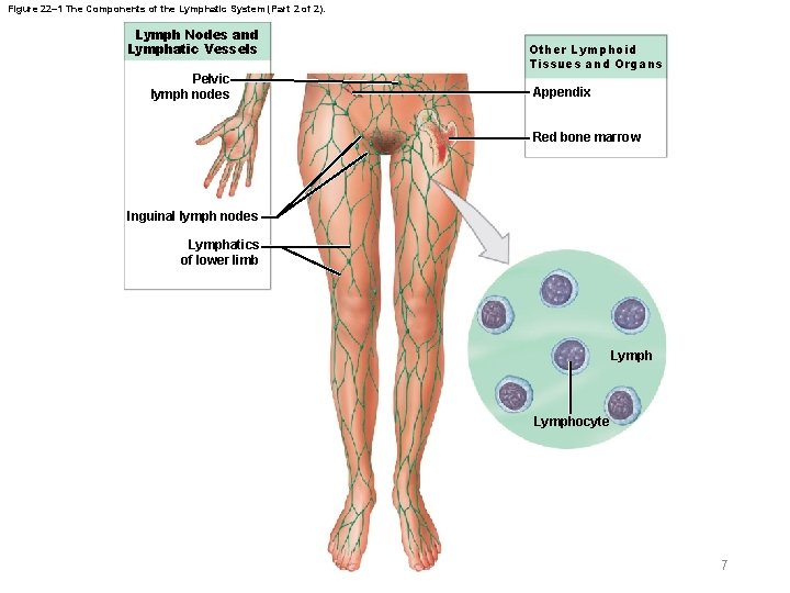 Figure 22– 1 The Components of the Lymphatic System (Part 2 of 2). Lymph