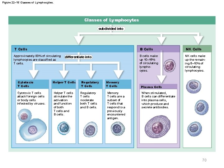 Figure 22– 15 Classes of Lymphocytes subdivided into T Cells Approximately 80% of circulating