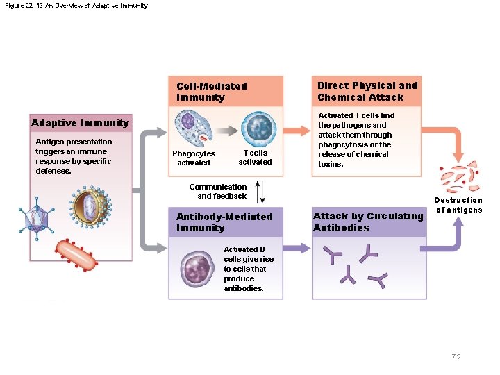 Figure 22– 16 An Overview of Adaptive Immunity. Cell-Mediated Immunity Adaptive Immunity Antigen presentation