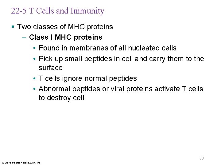 22 -5 T Cells and Immunity § Two classes of MHC proteins – Class
