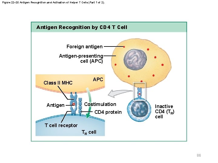Figure 22– 20 Antigen Recognition and Activation of Helper T Cells (Part 1 of