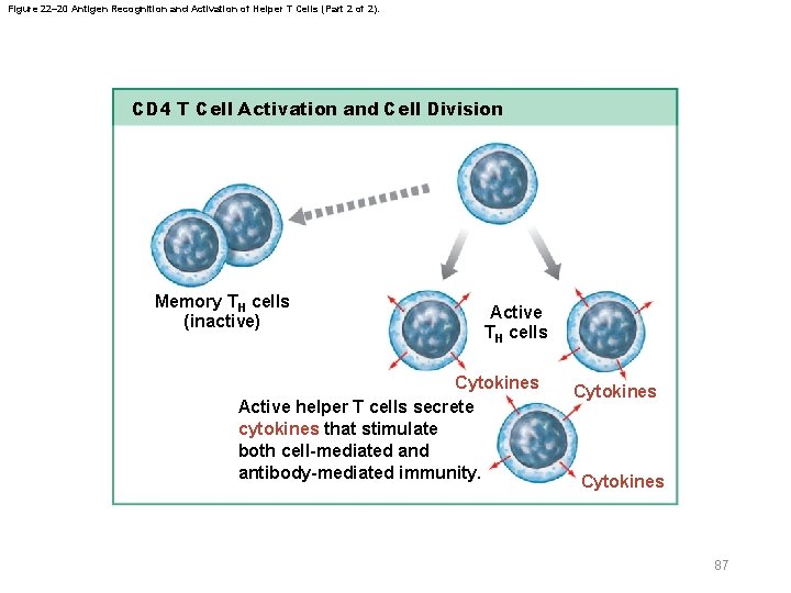 Figure 22– 20 Antigen Recognition and Activation of Helper T Cells (Part 2 of