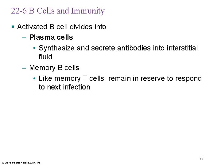 22 -6 B Cells and Immunity § Activated B cell divides into – Plasma