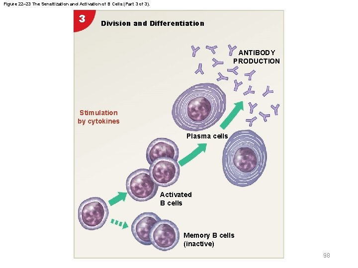 Figure 22– 23 The Sensitization and Activation of B Cells (Part 3 of 3).